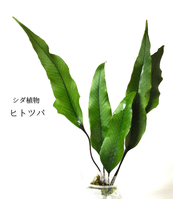 ヒトツバ（シダ植物）