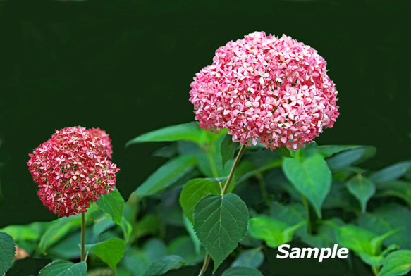 ☆紫陽花の写真