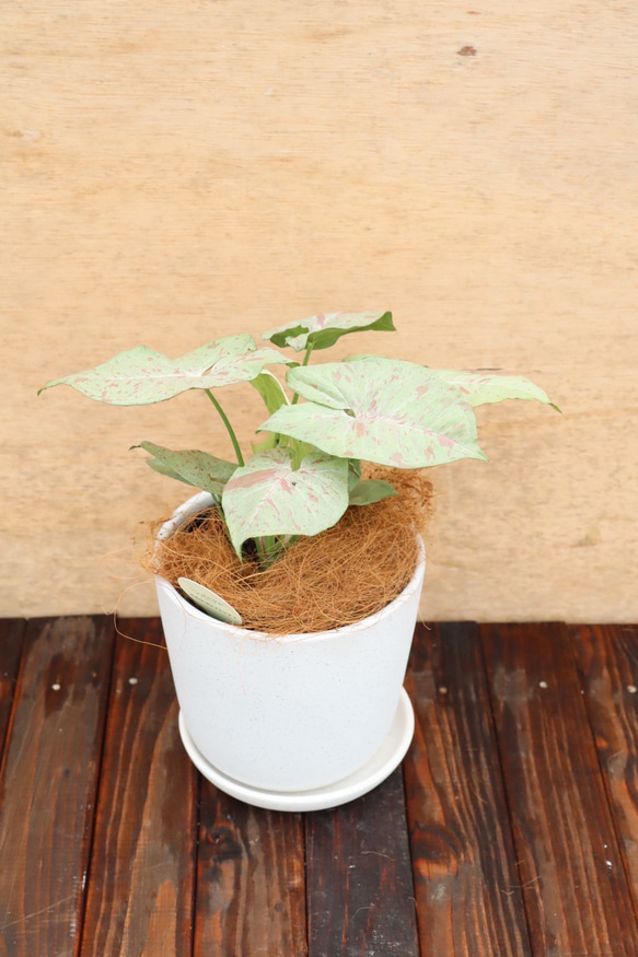 シンゴニューム♪ミルクコンフェッティ♪ダズルカラー♪観葉植物♪