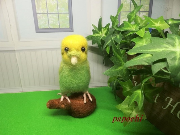 セキセイインコ　(緑)