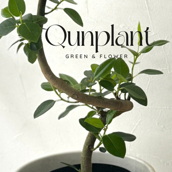 Qunplant 曲がりフランスゴムの木　5寸（陶器別）