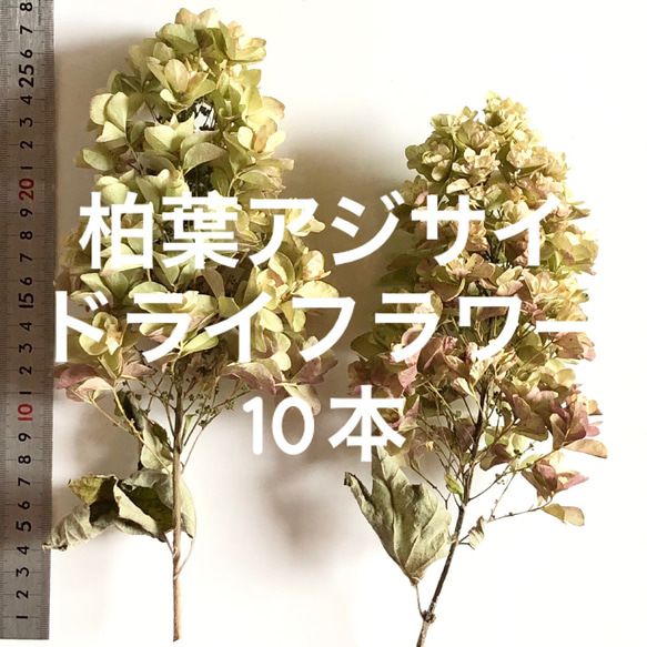 カシワバアジサイ ドライフラワー 10本 ＊ 柏葉紫陽花 スノーフレーク 秋色紫陽花