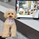 【オーダーメイドペット】羊毛フェルト、うちの子　犬ぬいぐるみ、フェルト犬、羊毛犬、肖像画、犬猫人形 プレゼントやギフトに