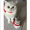 【オーダーメイドペット】羊毛フェルト、うちの子　猫ぬいぐるみ、フェルト猫、羊毛猫、肖像画、犬猫人形 プレゼントやギフトに