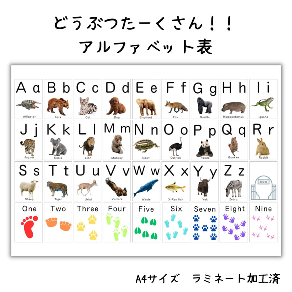 どうぶつたーくさん！！アルファベット表　A4サイズ　ラミネート加工済　お風呂で使用可　ABC表