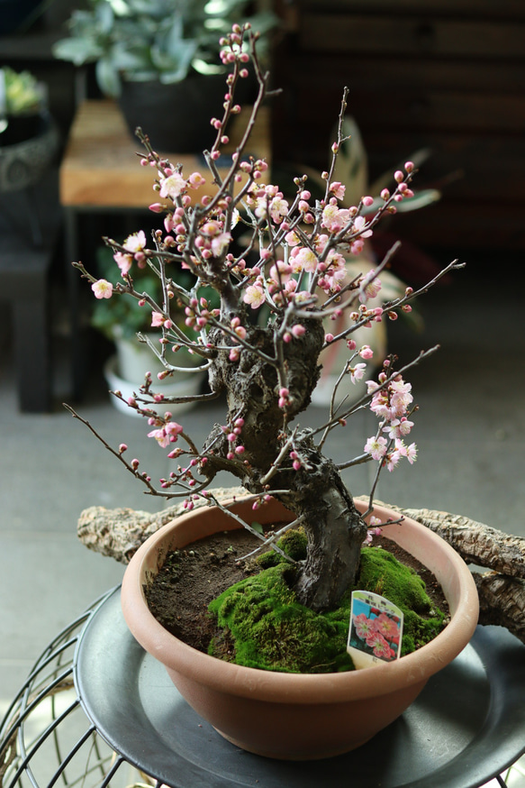 花梅一重咲きピンク　紅筆