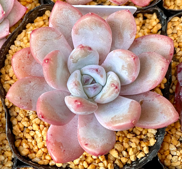 緑帝玉 激レア高級リトープス 多肉植物 韓国苗 観葉植物 花 園芸 | netsolhost.com