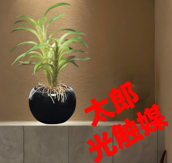 光触媒　人工観葉植物　ウォールグリーン　フェイクグリーン　カクタスインポット