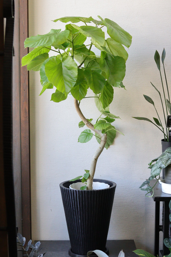 黒鉢つき❤︎曲がりウンベラータ❤︎観葉植物