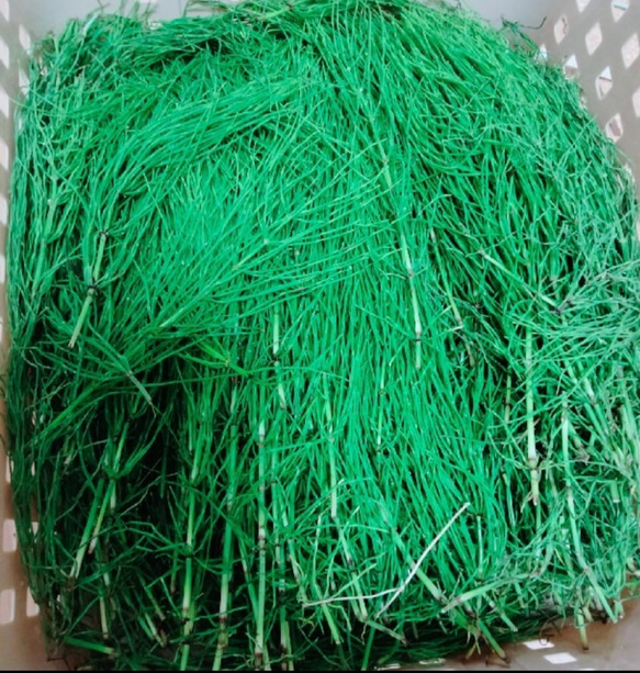 よもぎ蒸し屋の乾燥スギナ　100g カット済