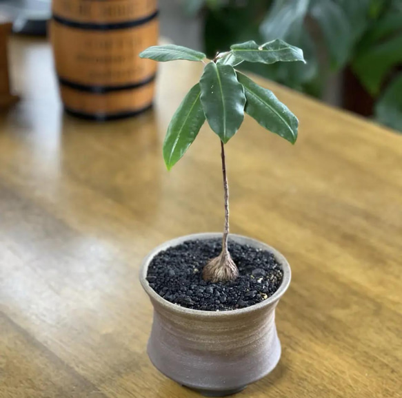 焼き締め窯変金色に輝く✨スタイリッシュな植木鉢　多肉植物　塊根植物　サボテン　ボタニカルライフ