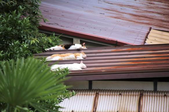 猫・ねこ2103