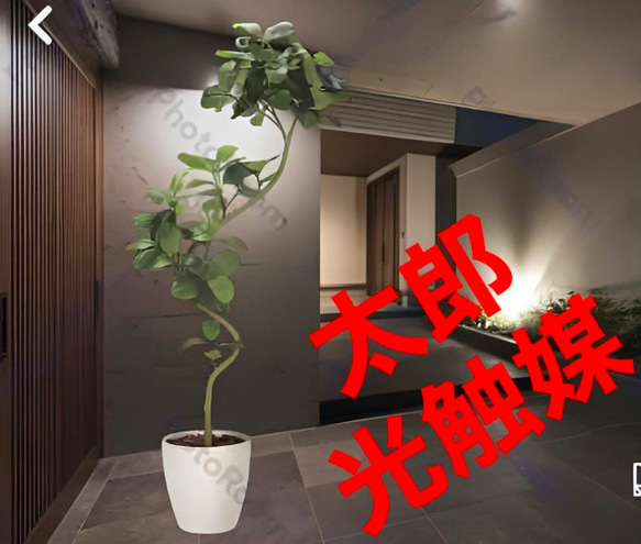 光触媒　人工観葉植物　ウォールグリーン　フェイクグリーン　ツイストアルテシマ2.1m