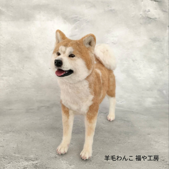 笑顔の秋田犬さん〈24073〉