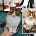 【オーダーメイドペット】羊毛フェルト、うちの子　猫ぬいぐるみ、フェルト猫、羊毛猫、肖像画、犬猫人形 プレゼントやギフトに