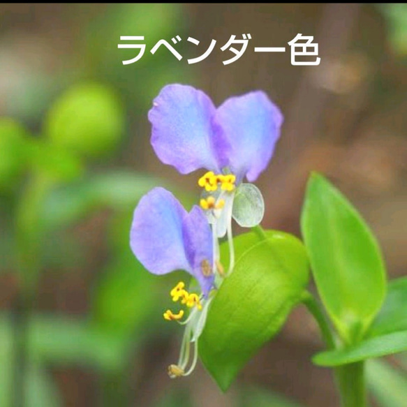 つゆ草のカット苗♡ラベンダー色