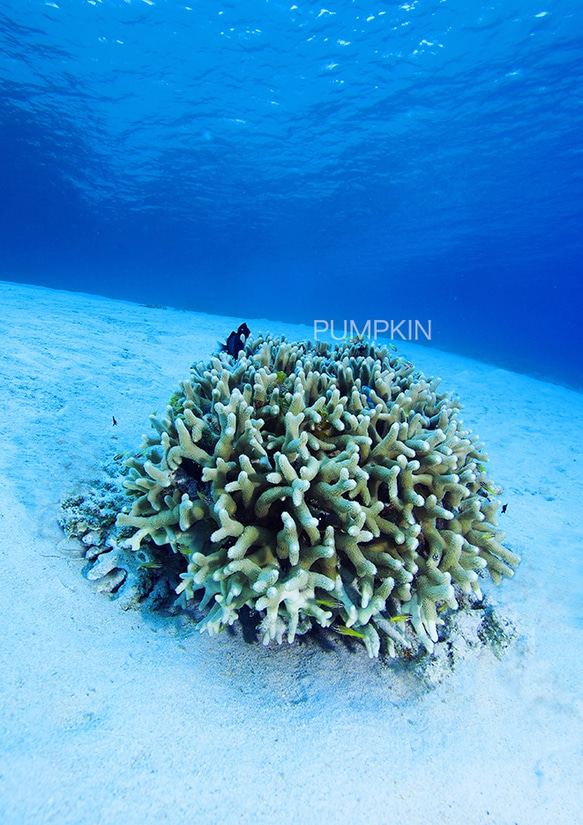 白砂のサンゴ　　PH-A4-072　　沖縄　慶良間諸島　水中　サンゴ礁　透明　白砂