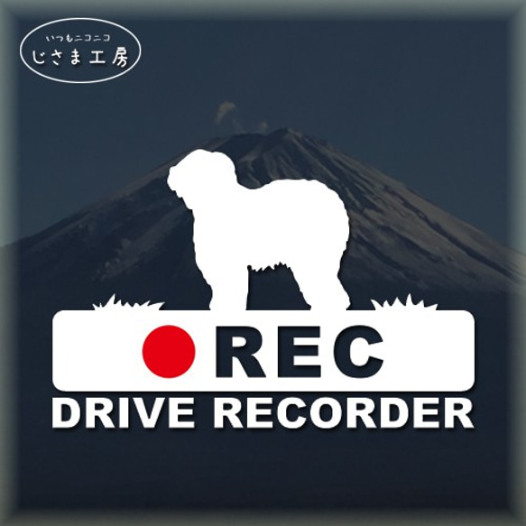 オールドイングリッシュシープドッグの白シルエットステッカー後方注意!!『DRIVE　RECORDER』