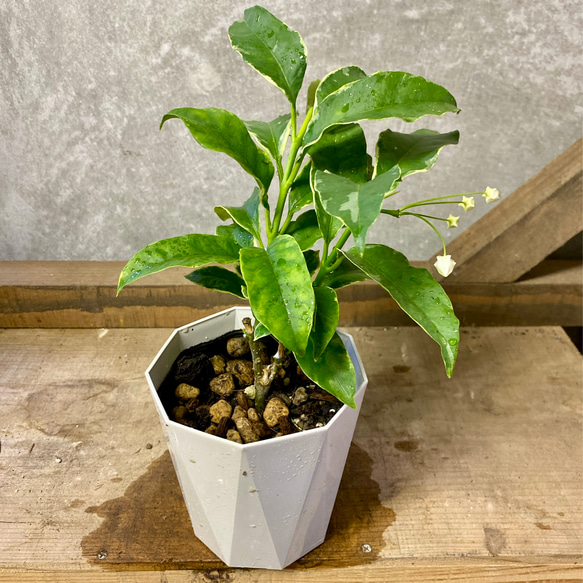 観葉植物　ホヤ　天の川　織姫