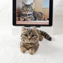 【オーダーメイドペット】羊毛フェルト、うちの子　猫ぬいぐるみ、フェルト猫、羊毛猫、肖像画、犬猫人形 プレゼントやギフトに