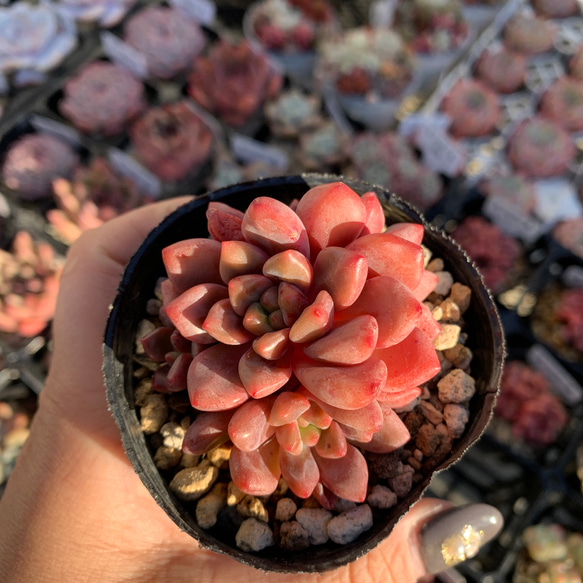 多肉植物　シヤネル