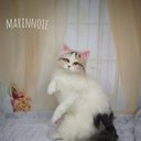 ☆羊毛フェルト ラガマフィン～立ちポーズ☆　ハンドメイド　仔猫 ネコ　ねこ　茶白猫　猫 ラグドール