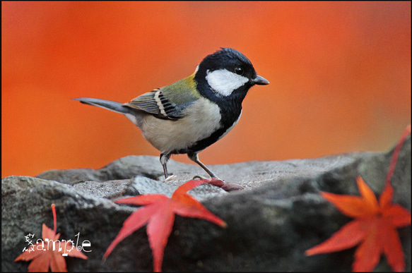 紅葉に四十雀