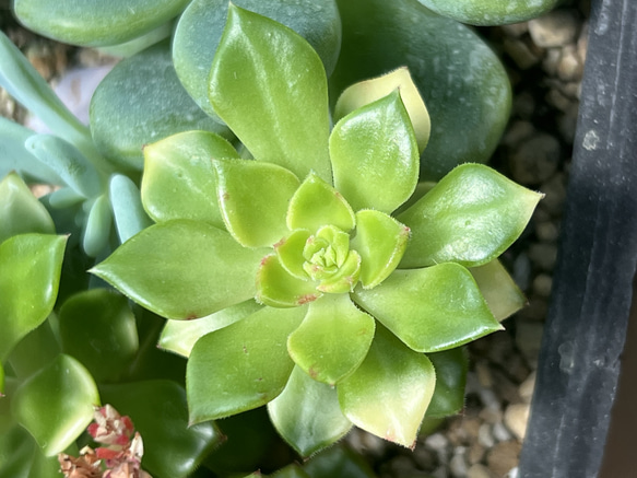 レディジア錦＊多肉植物＊カット苗