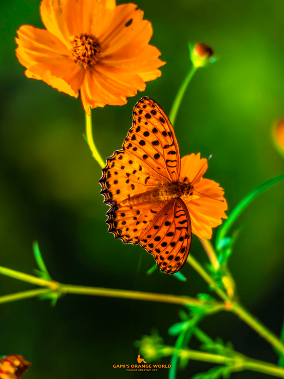 【ポストカードORANGE COSMOS AND ORANGE BUTTERFLIES（オレンジのコスモスとオレンジの蝶