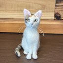 受注商品   SとMの中間サイズ   三毛猫  植毛なし