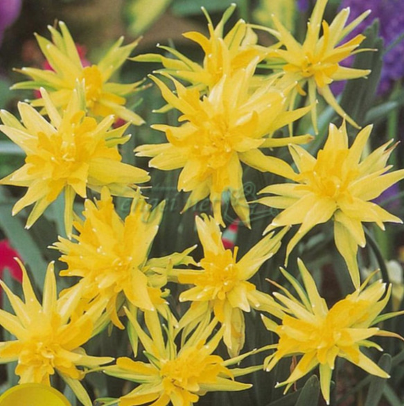 ミニミニ水仙【リップバンウィンクル⠀】花壇のギャザリングにも  花期以外は球根又は苗をお送りします