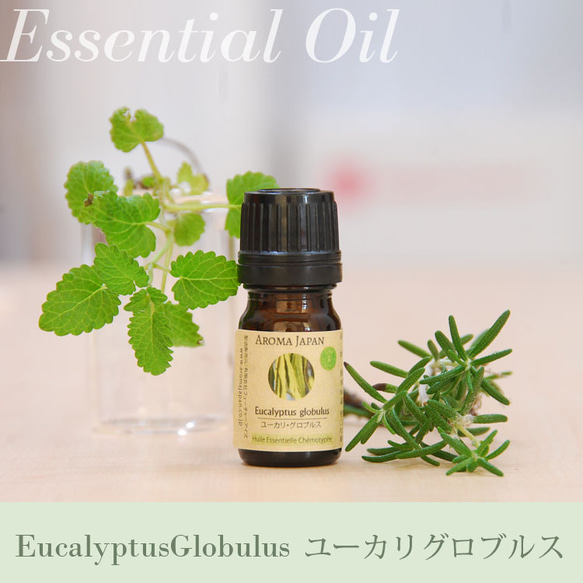 ユーカリグロブルス精油3ml~　アロマオイル/エッセンシャルオイル/ケモタイプ精油/Eucalyptus globulｓ