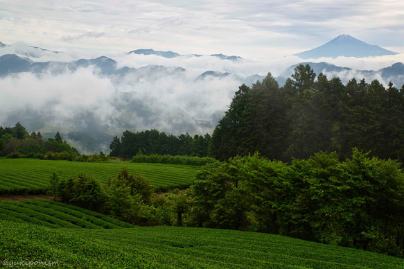 茶畑 富士山 ポストカード