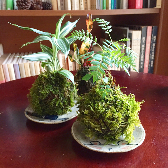 お部屋で育てやすい観葉植物の苔玉♪お皿付♡インテリアにも！