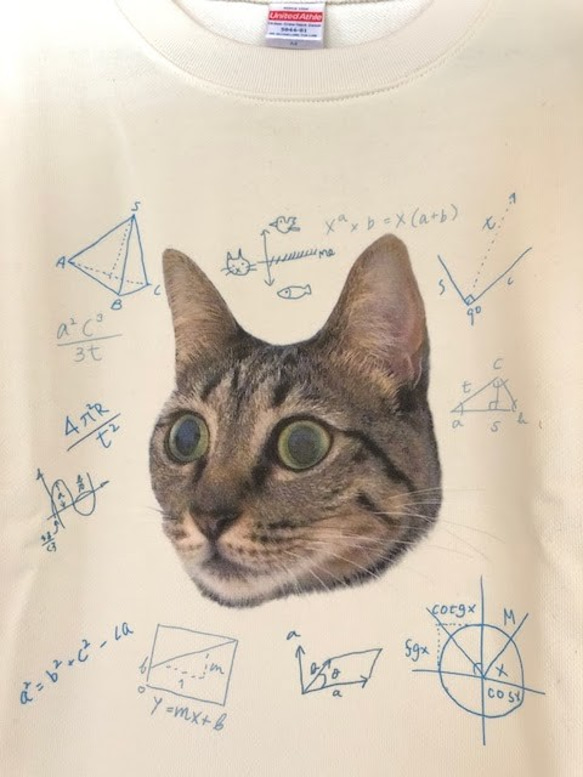 猫の数学。リラックスしていても色々と考えているようにみえるスウェット。