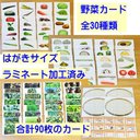 野菜カード　はがきサイズ　30種類