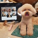 【オーダーメイドペット】羊毛フェルト、うちの子　犬ぬいぐるみ、フェルト犬、羊毛犬、肖像画、犬猫人形 プレゼントやギフトに