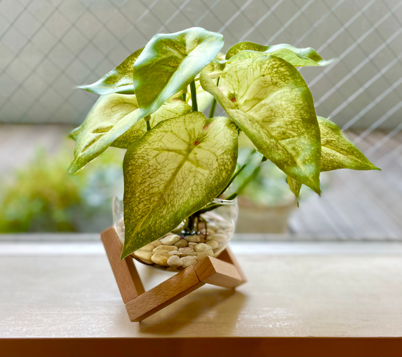 まるで本物♪水換え不要な観葉植物❁インテリアグリーン❁アーティフィシャルフラワー