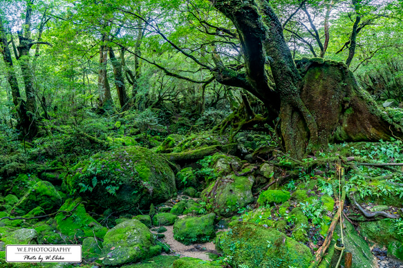 【送料無料】A4～A0版アート絶景写真「鹿児島県 - 屋久島の苔むす森」