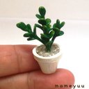 ミニチュア鉢植え　観葉植物⑦