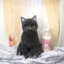 ☆羊毛フェルトグレーマンチカン☆猫　ハンドメイド　ねこ　ネコ　フェルト猫　ペットロス　虹の橋　羊毛フェルト猫　三毛猫　オブジェ