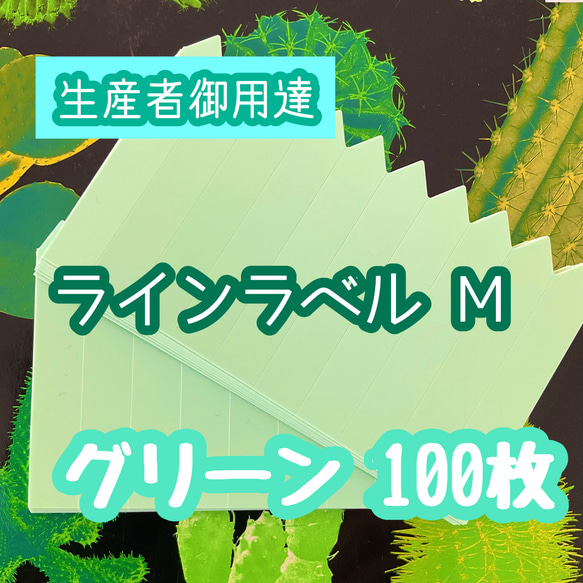 ラインラベル 中 グリーン 100枚 園芸カラーラベル 多肉植物 エケベリア