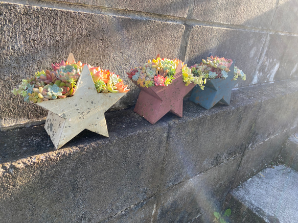 ブリキジャンクスター　寄せ植え　多肉植物　プレゼントにも♪