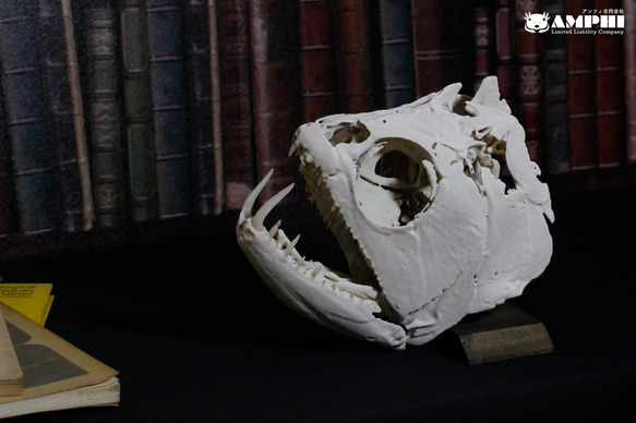 ペーシュ・カショーロ　18cm頭骨レプリカ  Payara, 18cm skull replica.