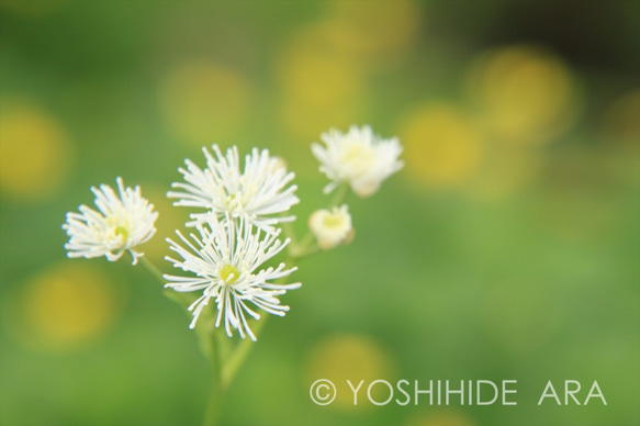 【額装写真】花かおる夏山