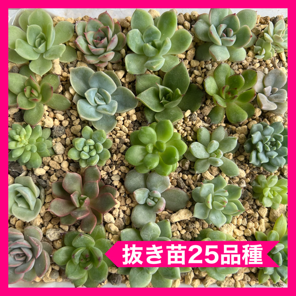 多肉植物 抜き苗25品種 現品4