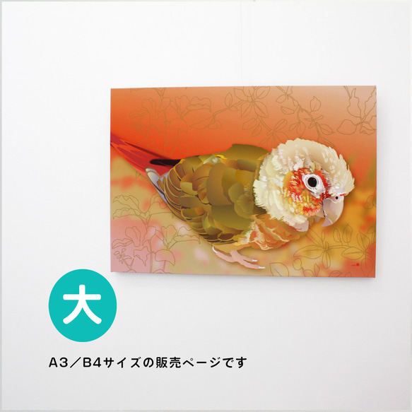 パネル作品【大】「ウロコインコ HARU」（B4・A3サイズ）