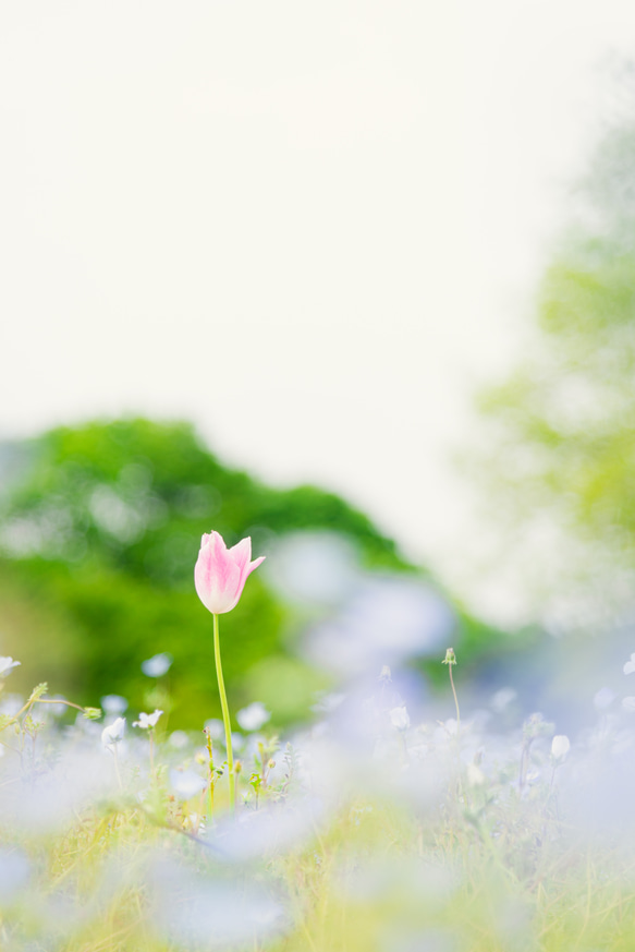 写真のある豊かな暮らし【おとぎの国の花】