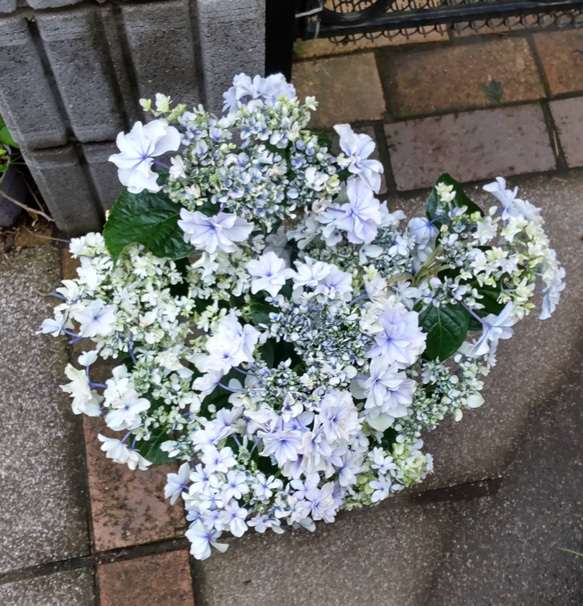 紫陽花 B【空海 くうかい】フリフリの大きな両性花淑やかな趣あり品のある紫陽花 大株 花は終盤に近ずいています