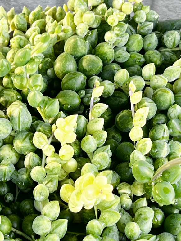 エンジェルディアーズ錦＊多肉植物＊2カット